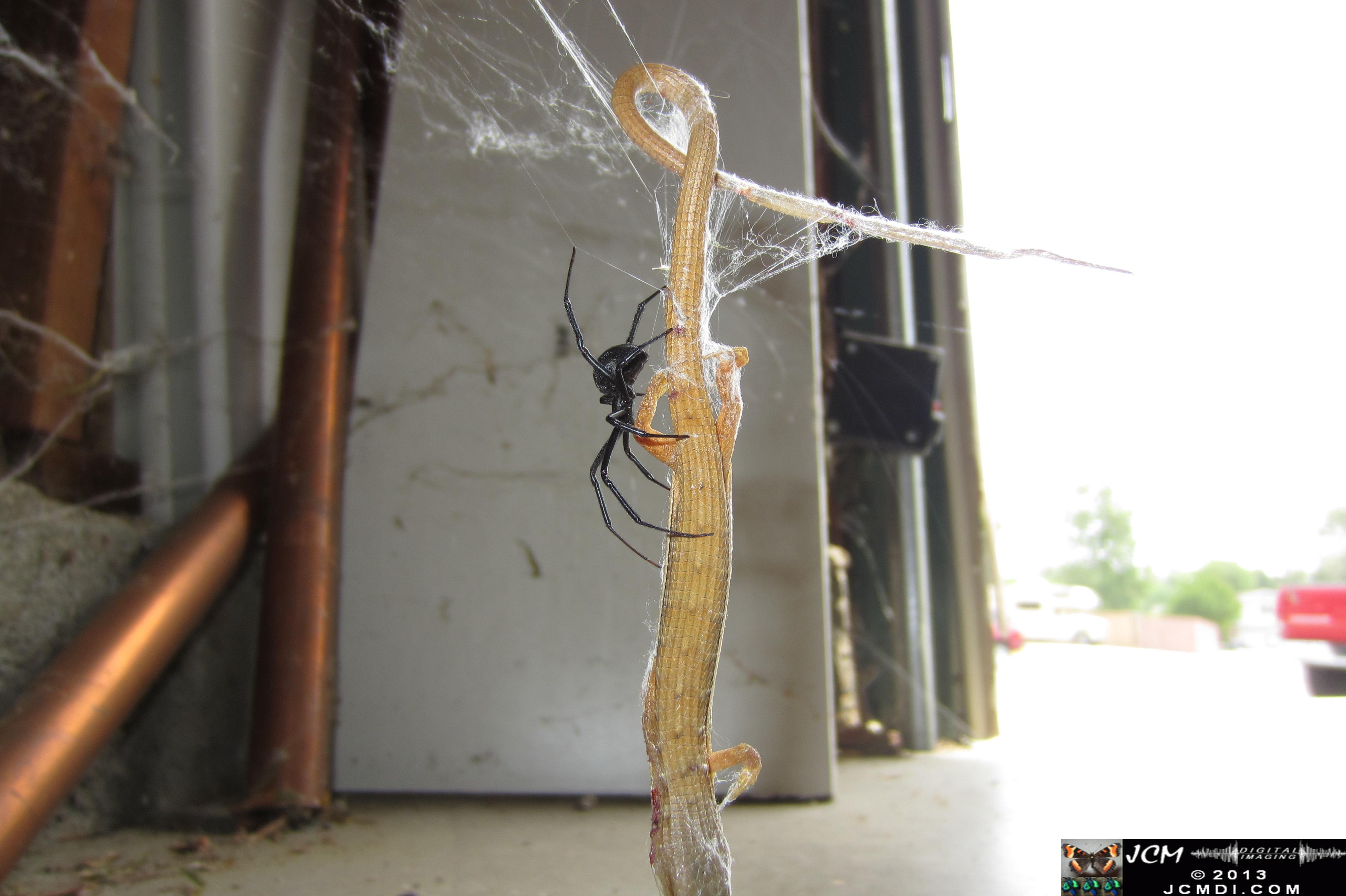 Black Widow vs (and EATS) Alligator Lizard